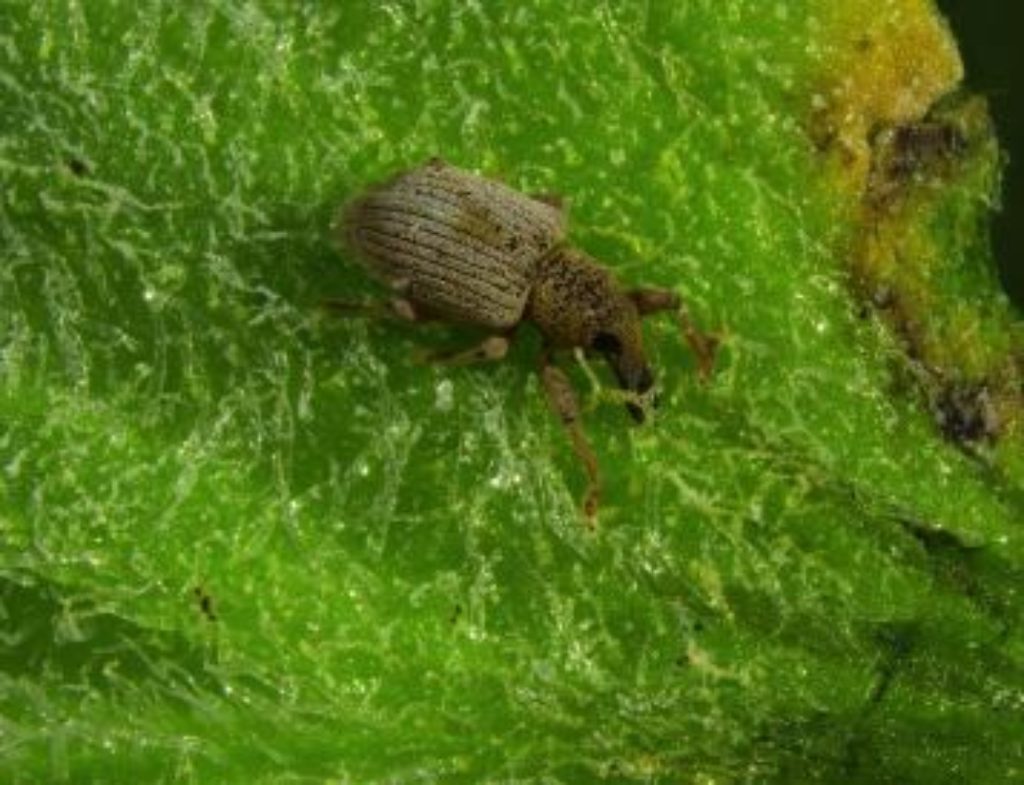 Weevil insect