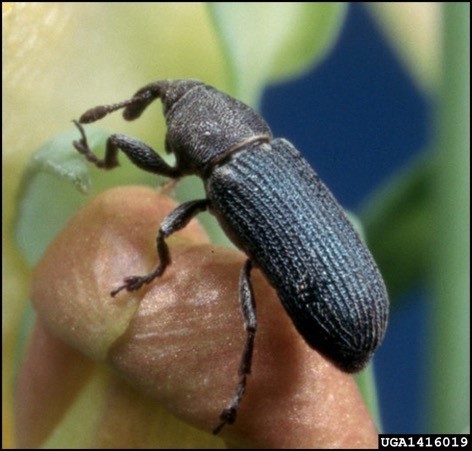 Photo of Mecinus janthinus, a dark blue/black beetle.