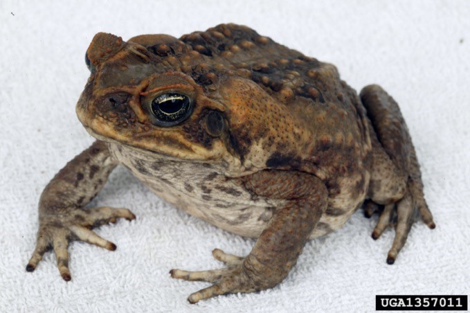 Photo of a cane toad.