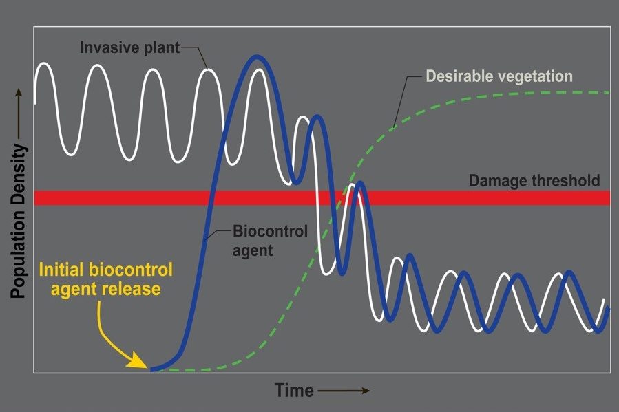 Graph with axes Population Density and Time. The graph shows the population density of an invasive plant drops after the initial release of a biocontrol agent, eventually falling below the damage threshold. As the invasive plant population decreases, the desirable vegetation level increases.