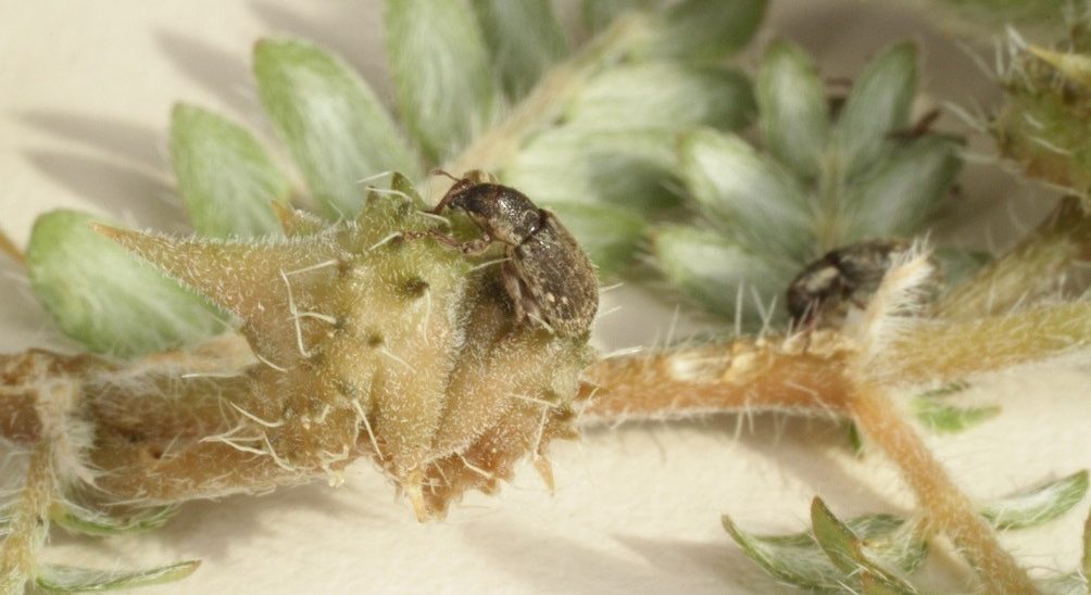 Brown weevil on a green-tan plant, both of which are on a table.