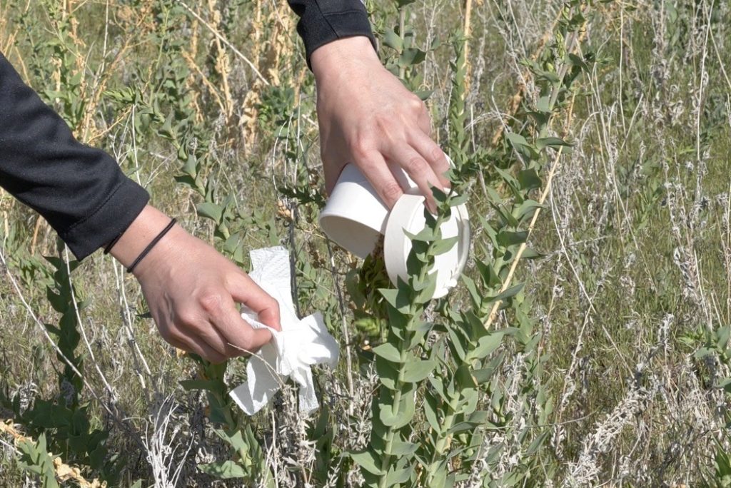 A person standing in a field, holding a round cardboard container, releasing insects from inside the container onto plants.