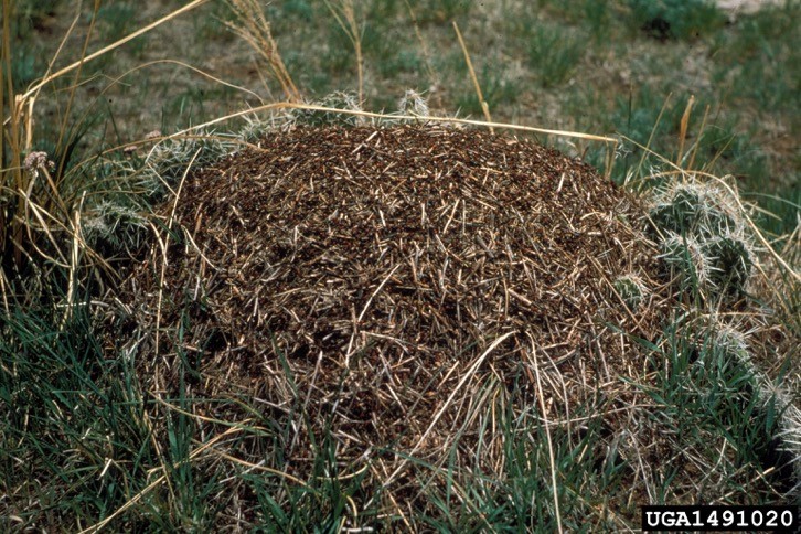Ant mound amongst grass.