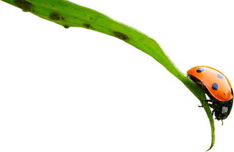 Small red-orange coccinelle ('ladybug') with black spots shown in profile on a long, thin green leaf that has dark leaf spots.