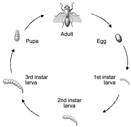 Line drawing of a fly life cycle showing complete metamorphosis, moving through the stages of: egg to 1st instar larva to 2nd instar larva to 3rd instar larva to pupa to adult, back to egg.