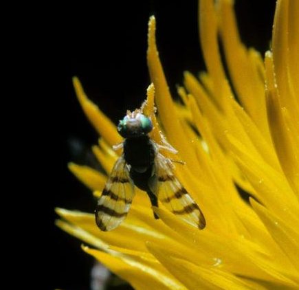Fly with striped wings and green eyes on a yellow thistle flower.
