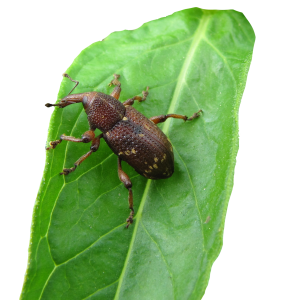 A brown bug on a green leaf.