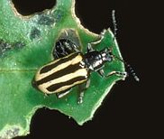 Bug with yellow and black stripes
