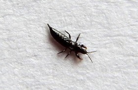 Black bug with a long abdomen that ends in a point