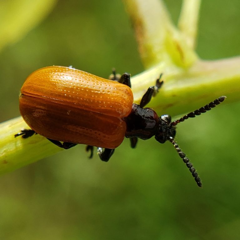 Bug with a black head and orange abdomen