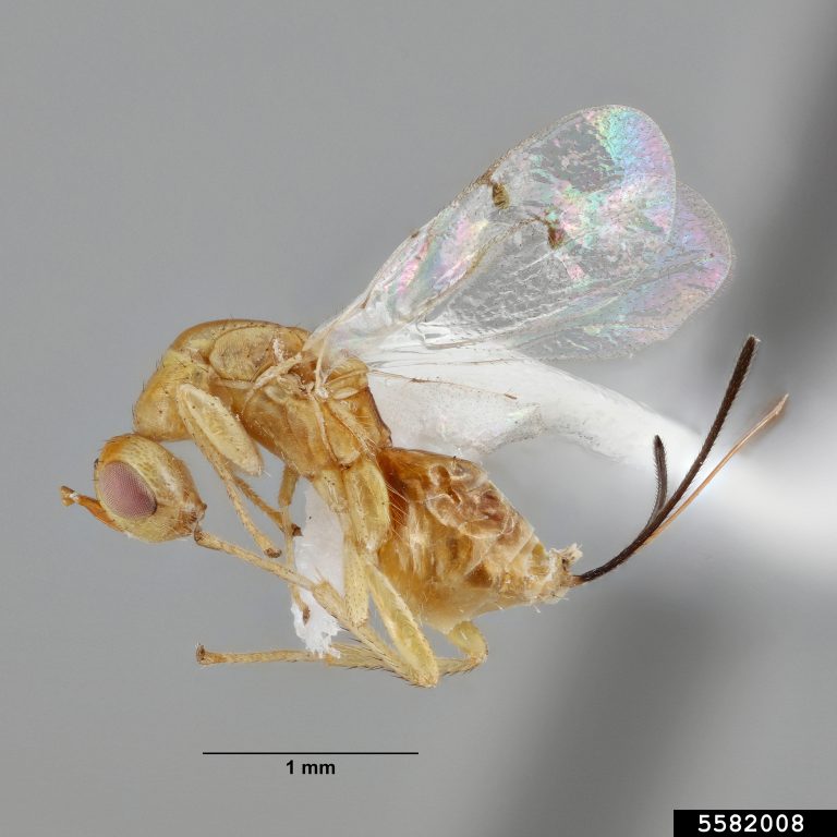 Light brown to tan bug with a large muted red eye