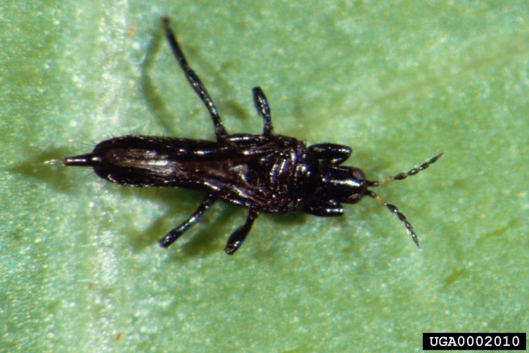 Black insect on green leaf.