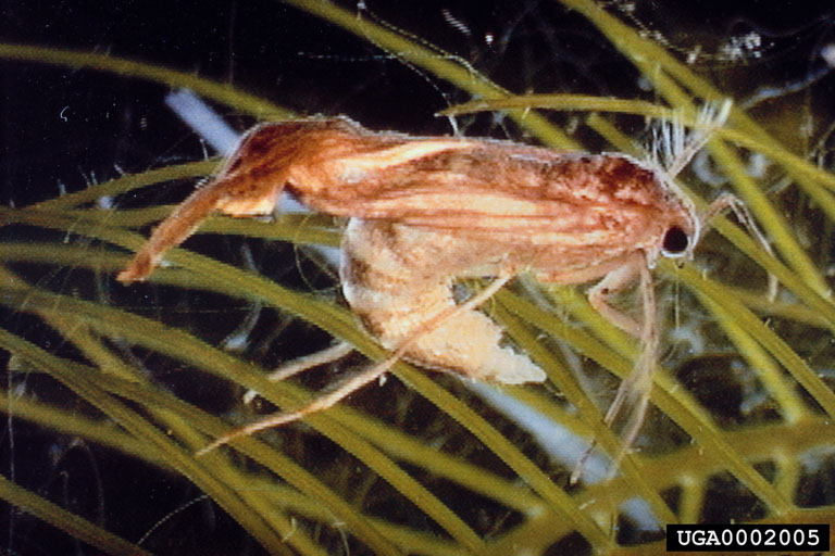 winged brown female underwater in egg laying position