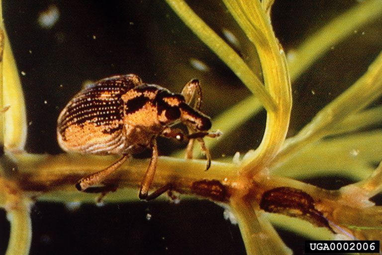 Orange brown bug with black spots and smudges