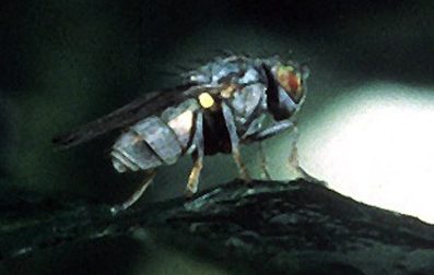 Small grey/green bug with a red eye