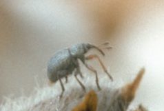 Small brown bug with long nose/snout