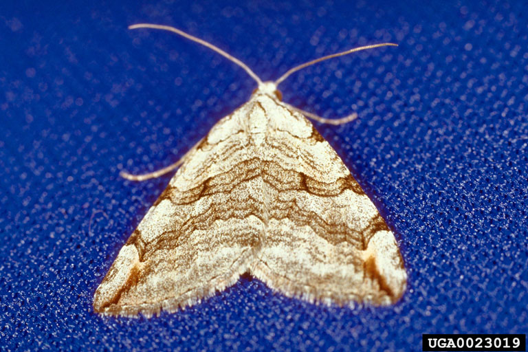 Tan moth with brown stripes