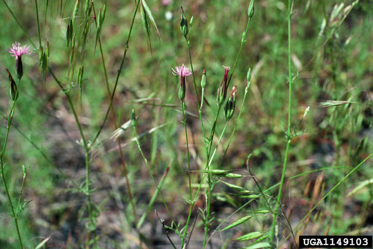 Plant with small purple flower