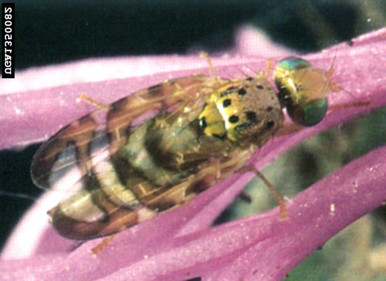 Small yellow bug with black stripes and green eyes