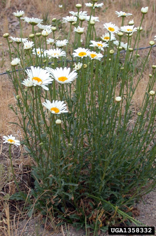 Plant with white flower and yellow center