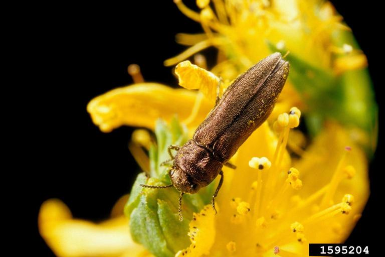 Brown bug on yellow flower