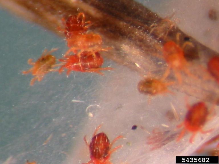 Many small red/brown bugs