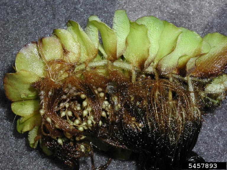 Plant with green leaves and roots