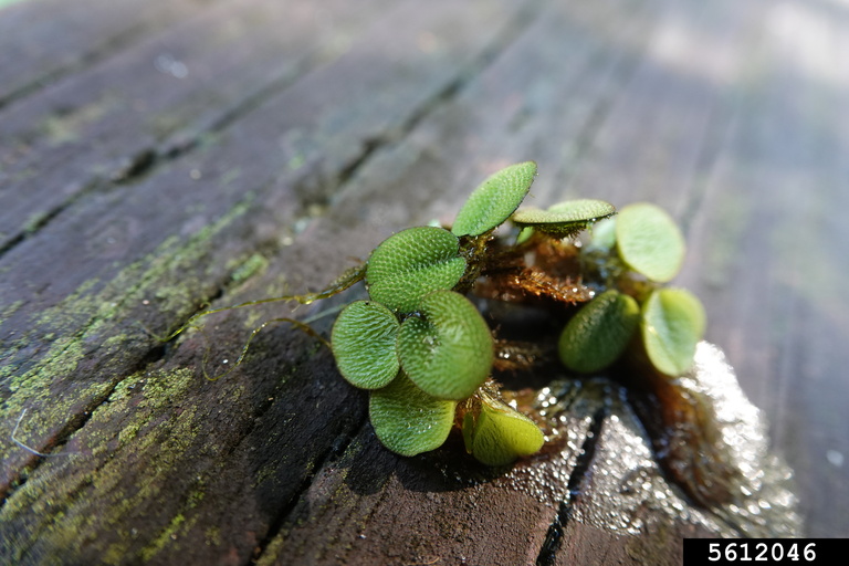 Plant with green circular leaves