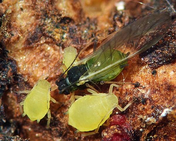 Bug with black head and thorax and a green abdomen