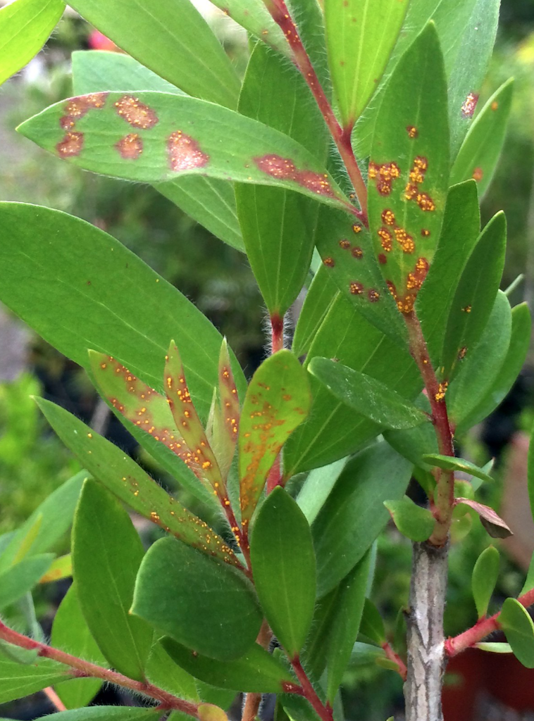 Red splotches with yellow dots on leaves