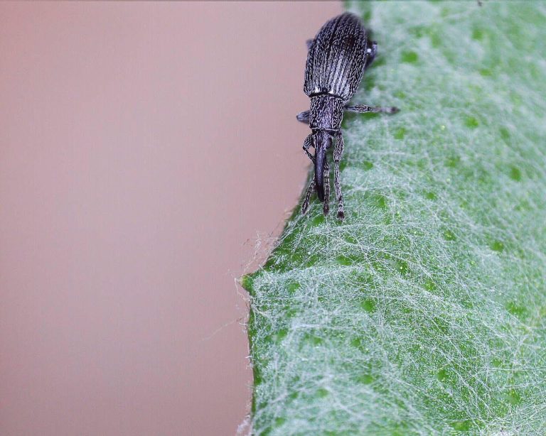 Small black bug with a long nose/snout and white hairs