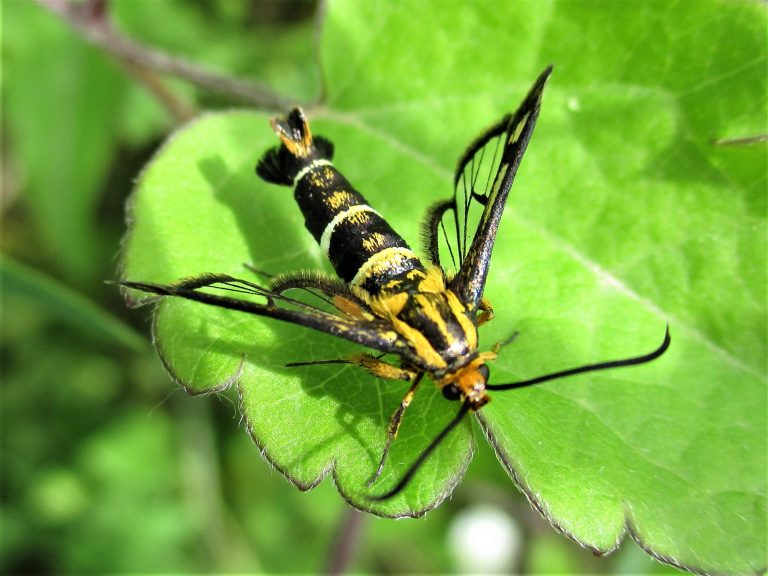 Bug with a yellow and black thorax. The abdomen is black with white stripes and yellow smudges.