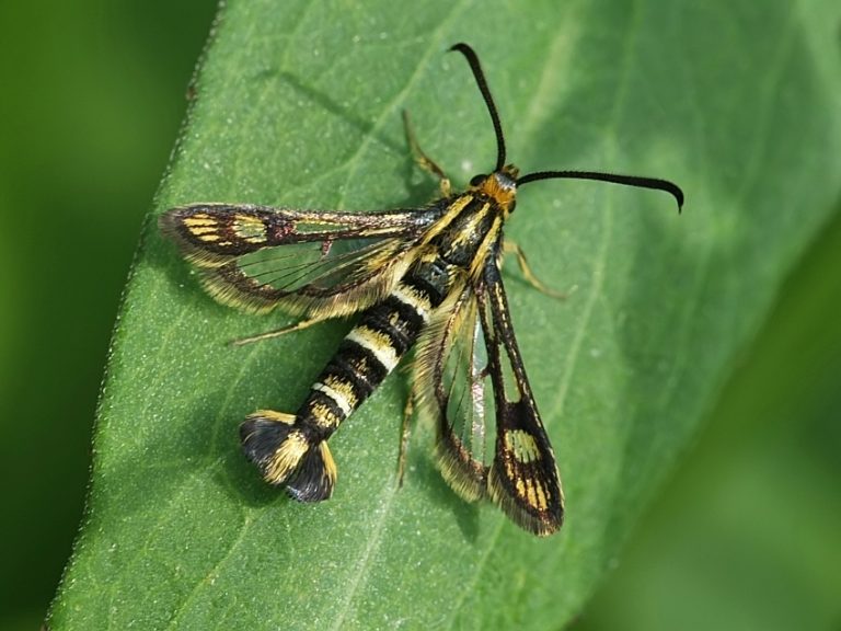 Bug with black, white, and yellow stripes