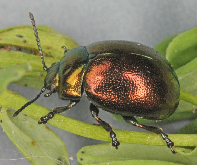 Green-to-red iridescent beetle