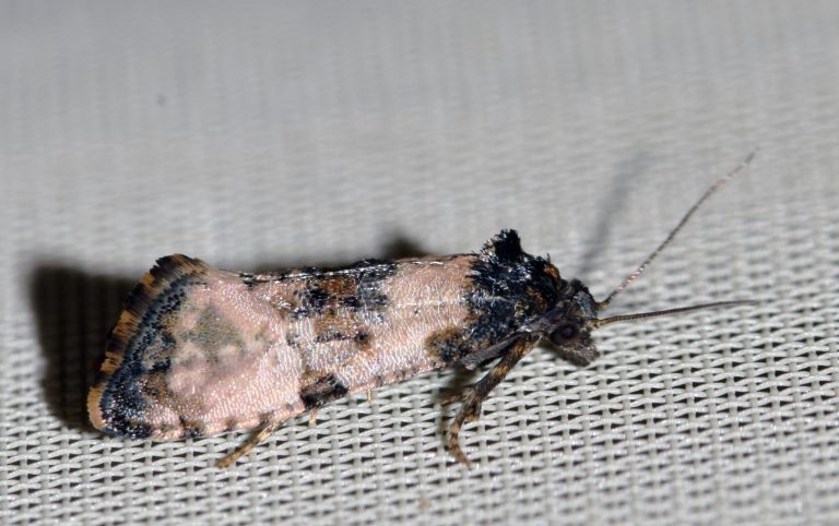Light brown moth with black spots