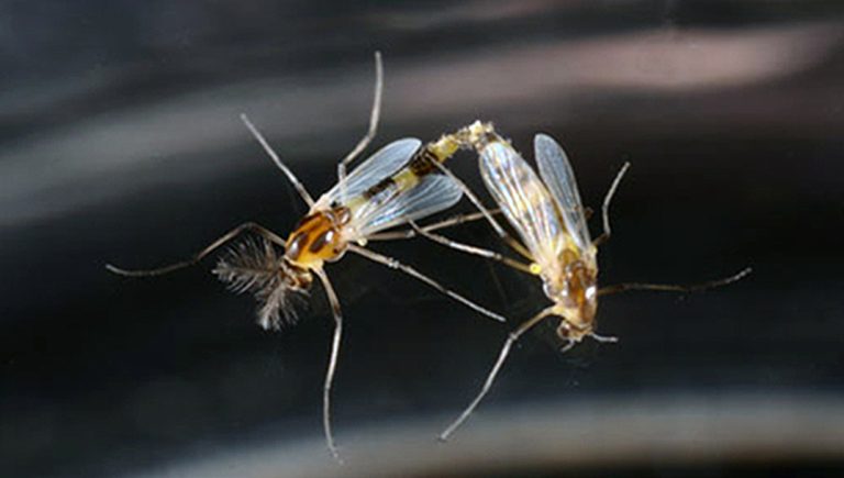 Two of the same type of bug. Both are brown