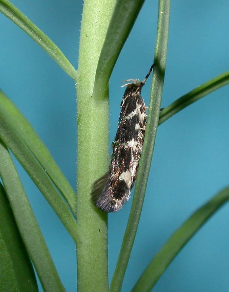 Brown and white spotted moth