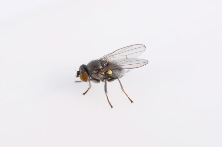 Small black bug with brown eyes