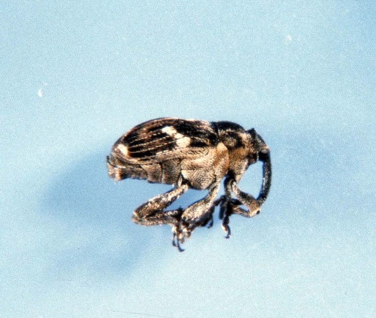 Small brown bug with white spots