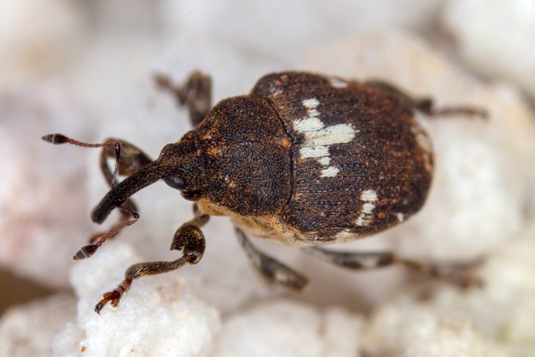 Small brown bug with a white plus sign like mark on the back