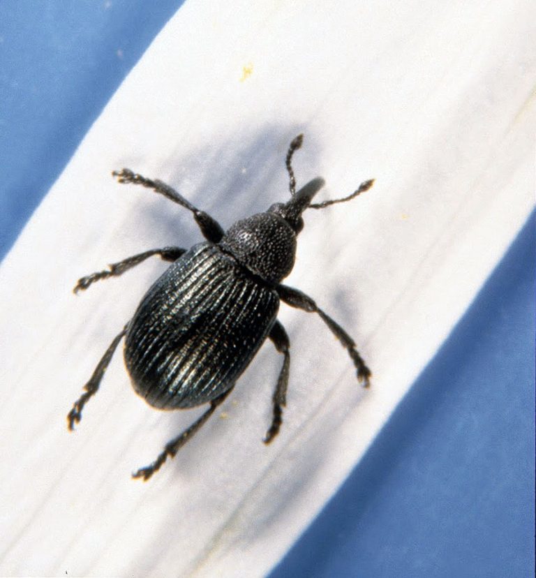 Small black bug