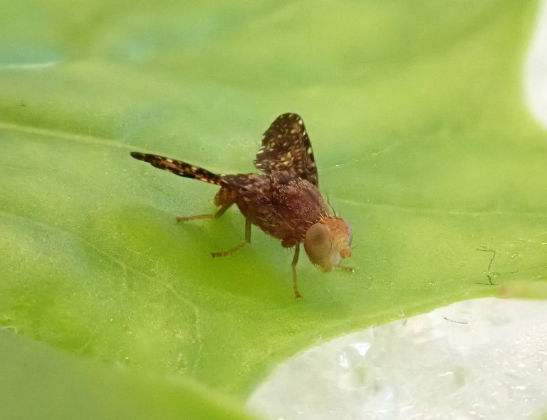 Small brown bug with white spots on the wings