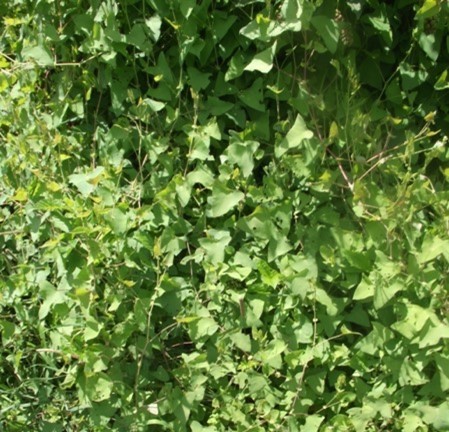 Plant with many green leaves