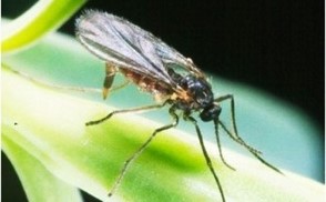 Small brown bug with clear wings