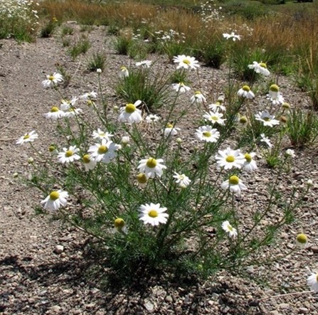 Plant with white flowers and yellow center
