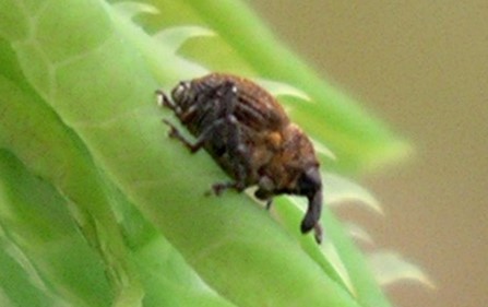 Brown bug with long nose/snout