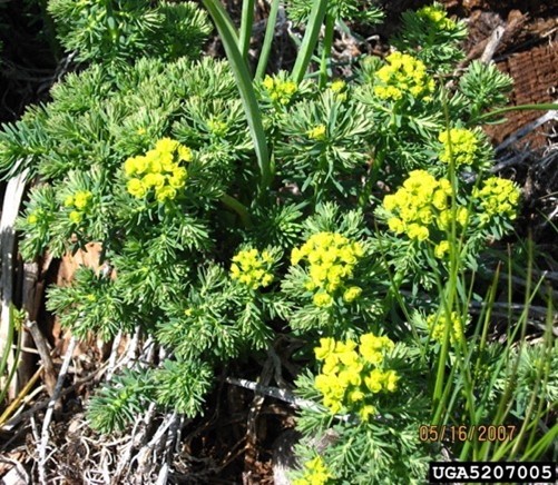 Plant with small leaves and small yellow flowers