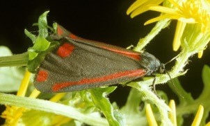 Black moth with red markings