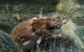 Brown and grey fuzzy bug