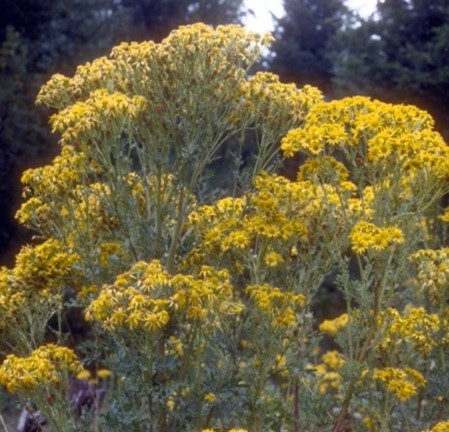 Plant with small yellow flowers
